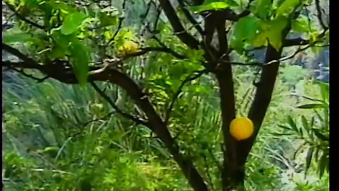 Sexe En Plein Air Avec Une Femme Noire Qui Prend Un Bain De Soleil Est Un Must